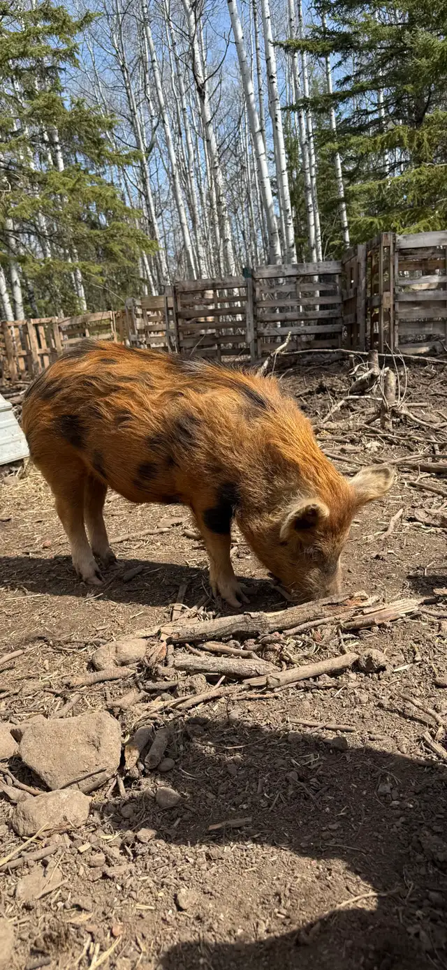 Very Tame Boar pig - Photo 3
