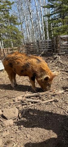 Very Tame Boar pig - Photo 3
