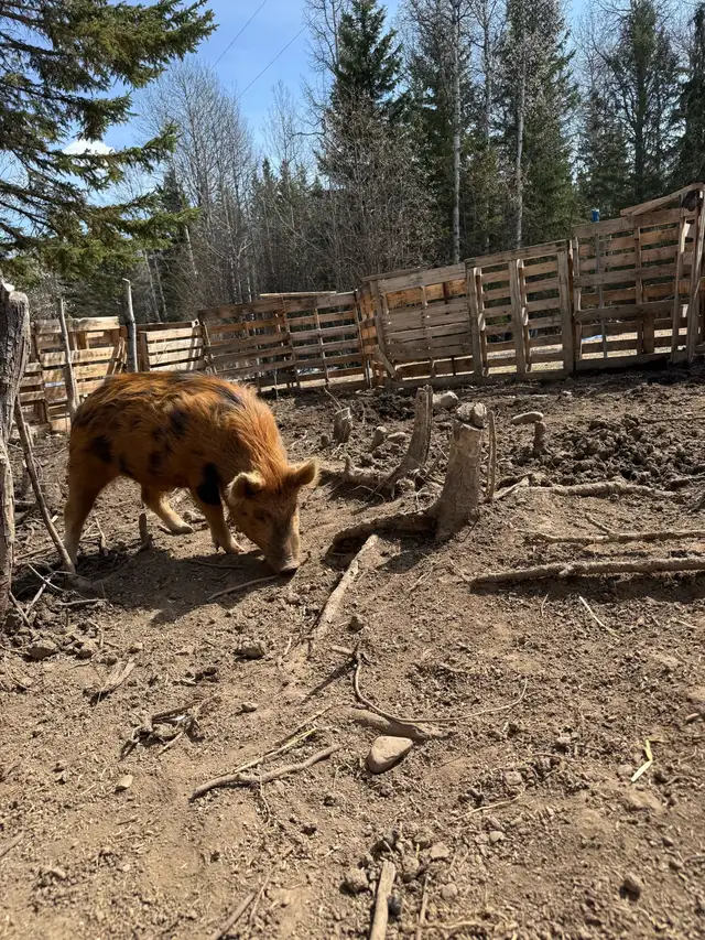 Very Tame Boar pig - Photo 4