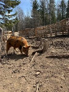 Very Tame Boar pig - Photo 4