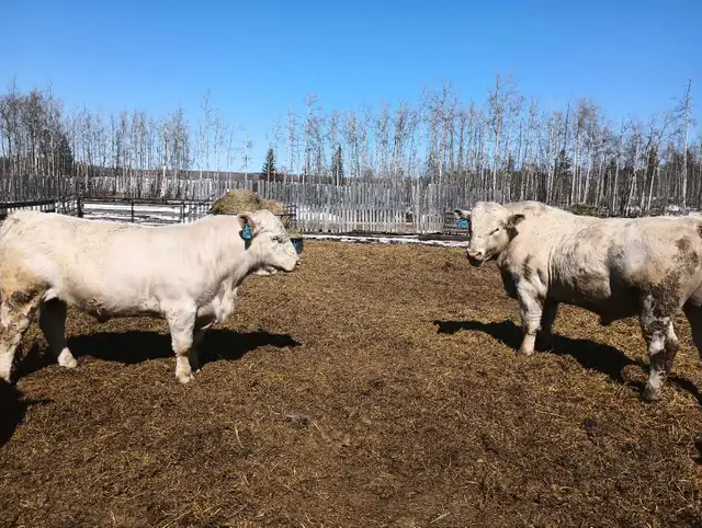 Charolais Bulls