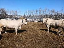 Charolais Bulls