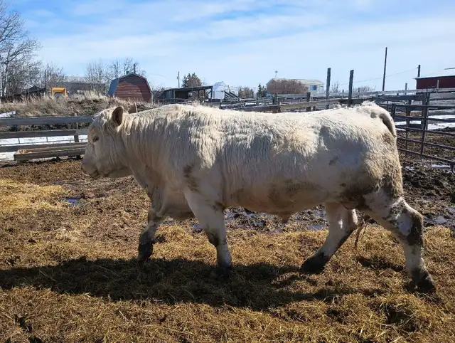 Charolais Bulls - Photo 2