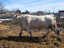 Charolais Bulls - Photo 2