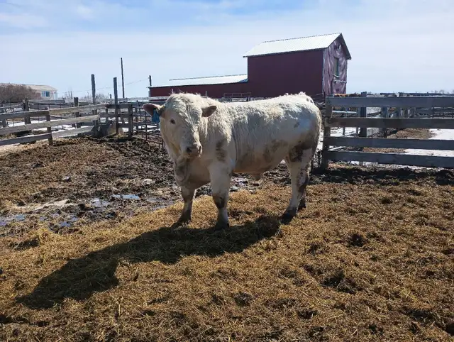 Charolais Bulls - Photo 3