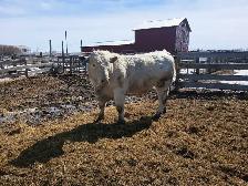 Charolais Bulls - Photo 3
