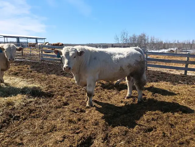 Charolais Bulls - Photo 4