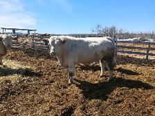 Charolais Bulls - Photo 4