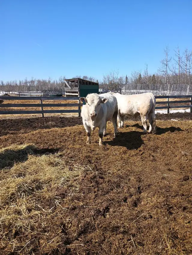 Charolais Bulls - Photo 5