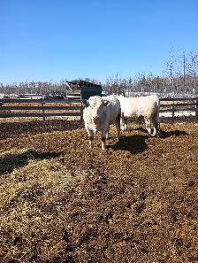 Charolais Bulls - Photo 5