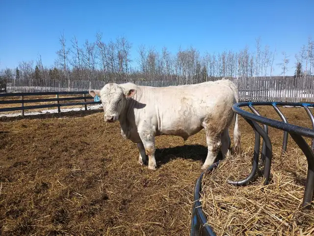 Charolais Bulls - Photo 6