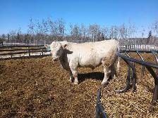 Charolais Bulls - Photo 6