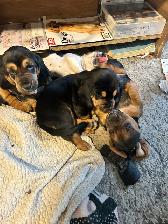 Basset Hound puppies - born on April 4, 2026