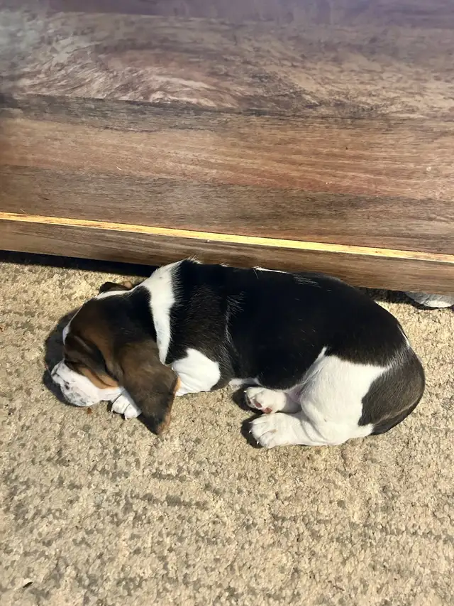 Basset Hound puppies - born on April 4, 2026 - Photo 2