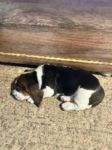 Basset Hound puppies - born on April 4, 2026 - Photo 2