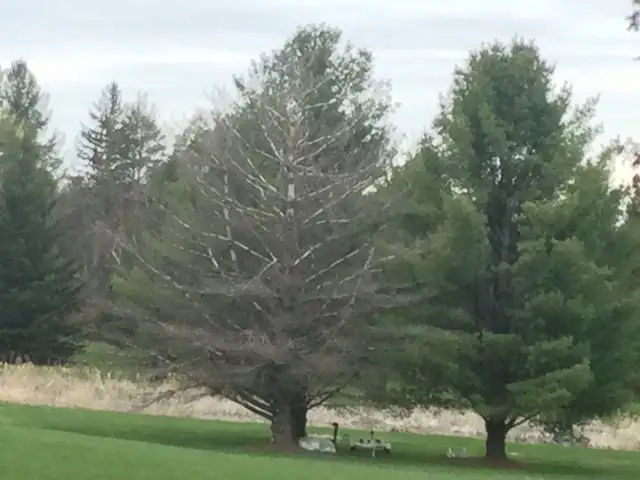 Free firewood