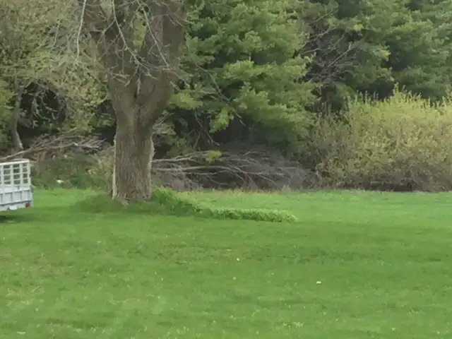 Free firewood - Photo 2