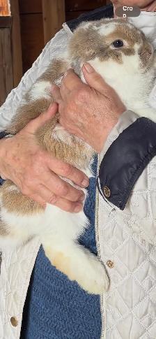 Holland lop Rabbit for rehoming