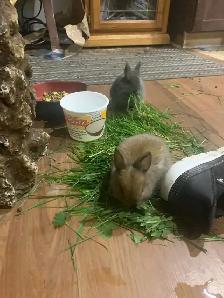 free bunnies