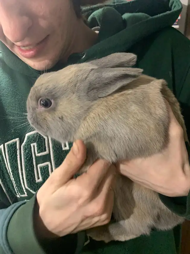 free bunnies - Photo 2