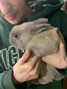 free bunnies - Photo 2