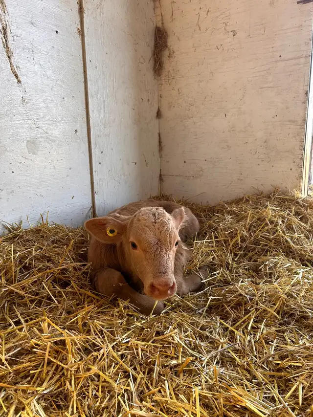 Heifer Calf