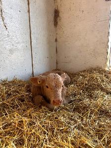Heifer Calf