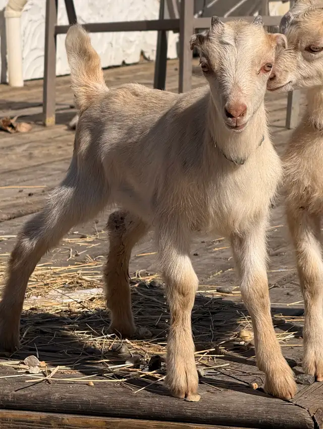 Bottle Dairy Buckling Goat