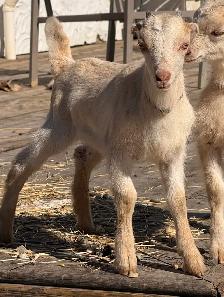 Bottle Dairy Buckling Goat