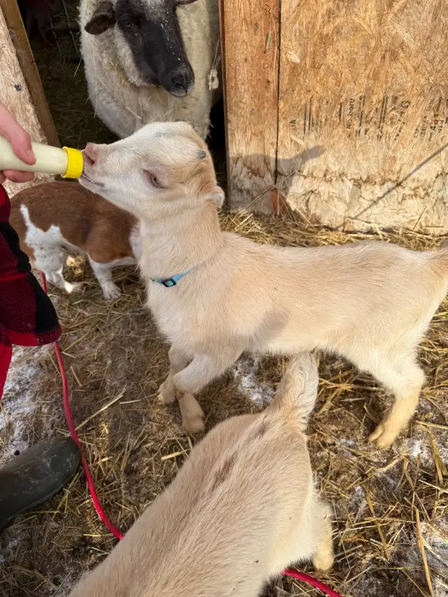 Bottle Dairy Buckling Goat - Photo 2