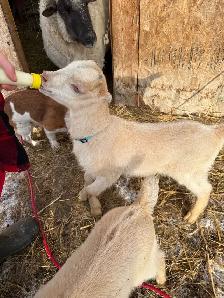 Bottle Dairy Buckling Goat - Photo 2