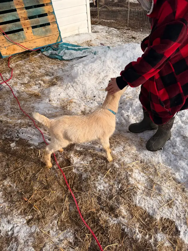 Bottle Dairy Buckling Goat - Photo 3