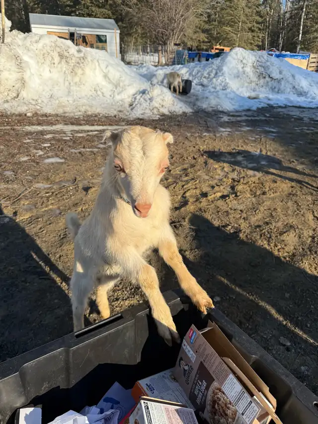 Bottle Dairy Buckling Goat - Photo 4