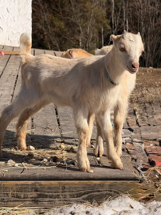 Bottle Dairy Buckling Goat - Photo 5