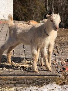 Bottle Dairy Buckling Goat - Photo 5