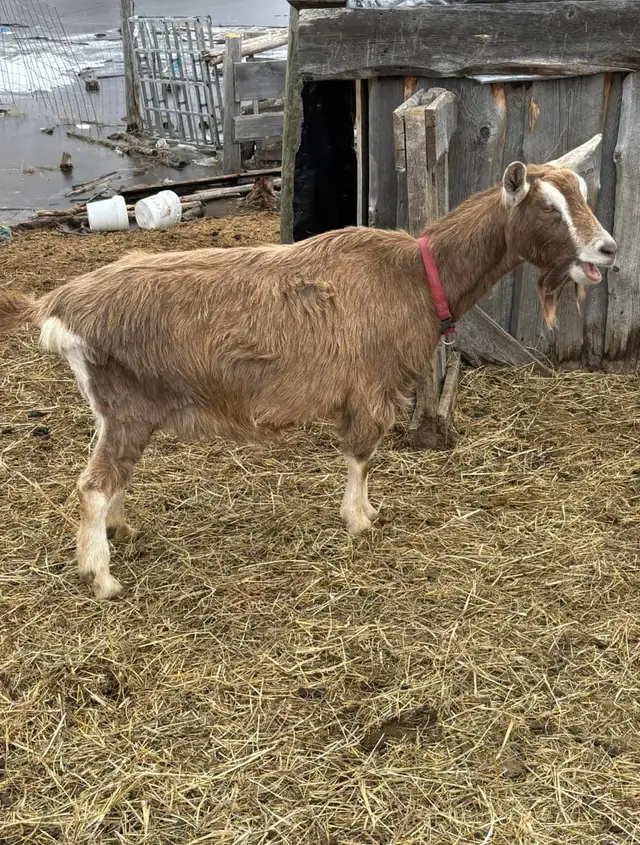 Bottle Dairy Buckling Goat - Photo 6