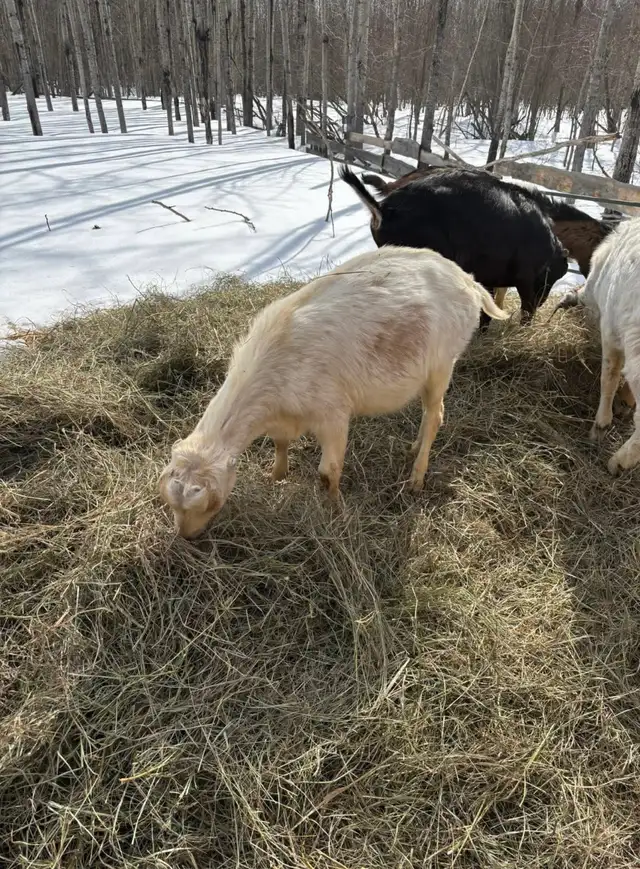 Bottle Dairy Buckling Goat - Photo 7
