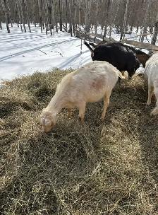 Bottle Dairy Buckling Goat - Photo 7