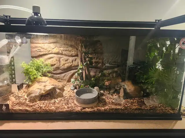 Freeway Ball Pythons