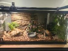 Freeway Ball Pythons