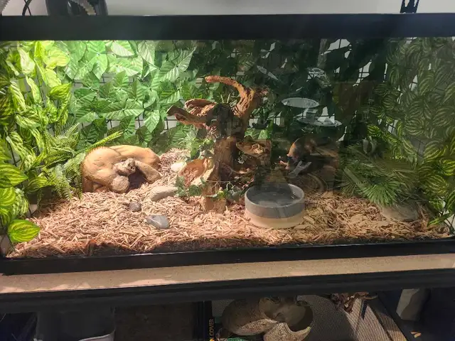 Freeway Ball Pythons - Photo 2