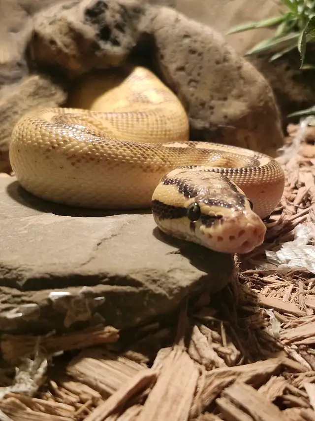 Freeway Ball Pythons - Photo 3