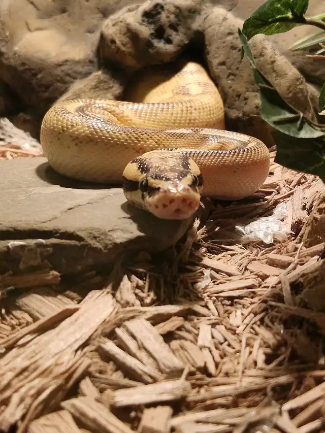 Freeway Ball Pythons - Photo 4