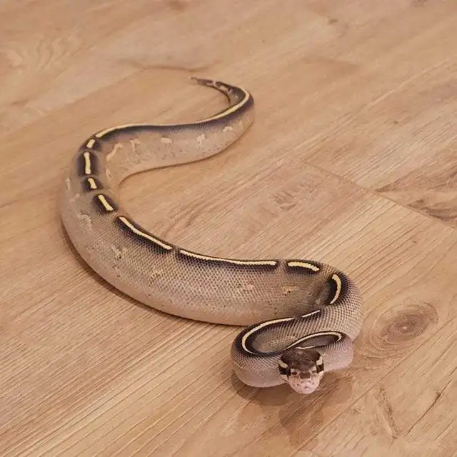 Freeway Ball Pythons - Photo 5