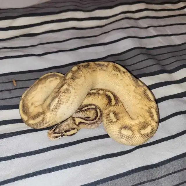 Freeway Ball Pythons - Photo 6