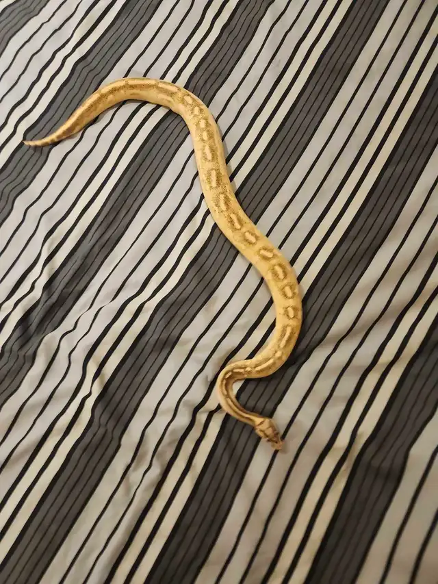 Freeway Ball Pythons - Photo 7