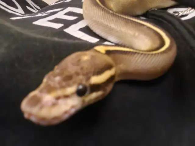 Freeway Ball Pythons - Photo 8