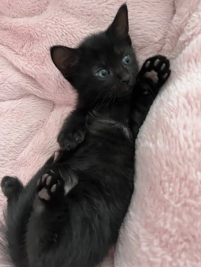 Tabby mix kittens