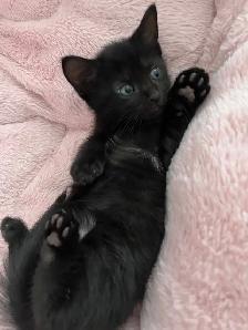 Tabby mix kittens