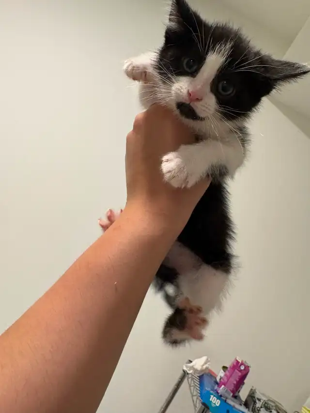Tabby mix kittens - Photo 5